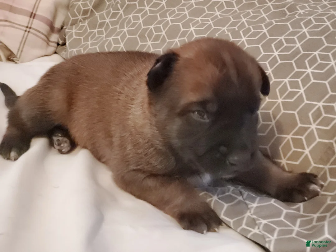 Belgian Malinois dogs for sale: Belgian Malinois Puppy 4 - Ad 1