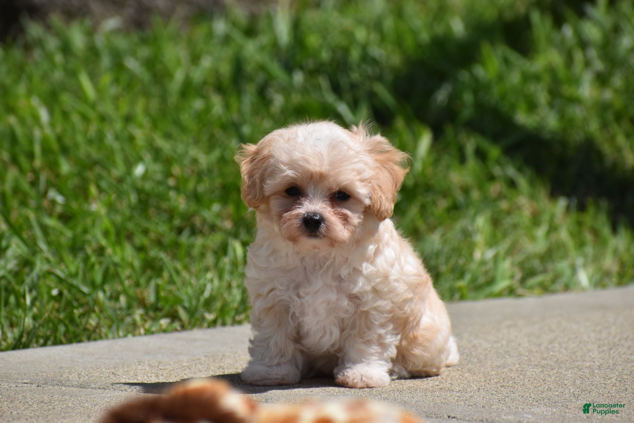 Maltipoo dogs Biscuit - Ad 1