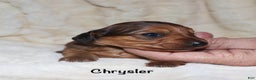 Miniature Dachshund dogs for sale: Chrysler  - Ad 5