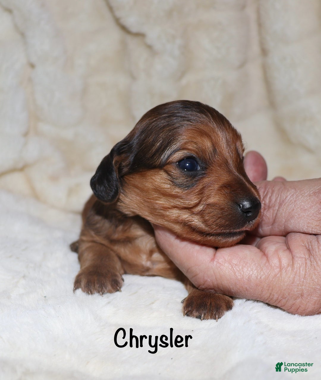 Miniature Dachshund dogs for sale: Chrysler  - Ad 5