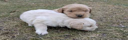 Golden Retriever dogs for sale: Golden Retriever Puppy 2 - Ad 4