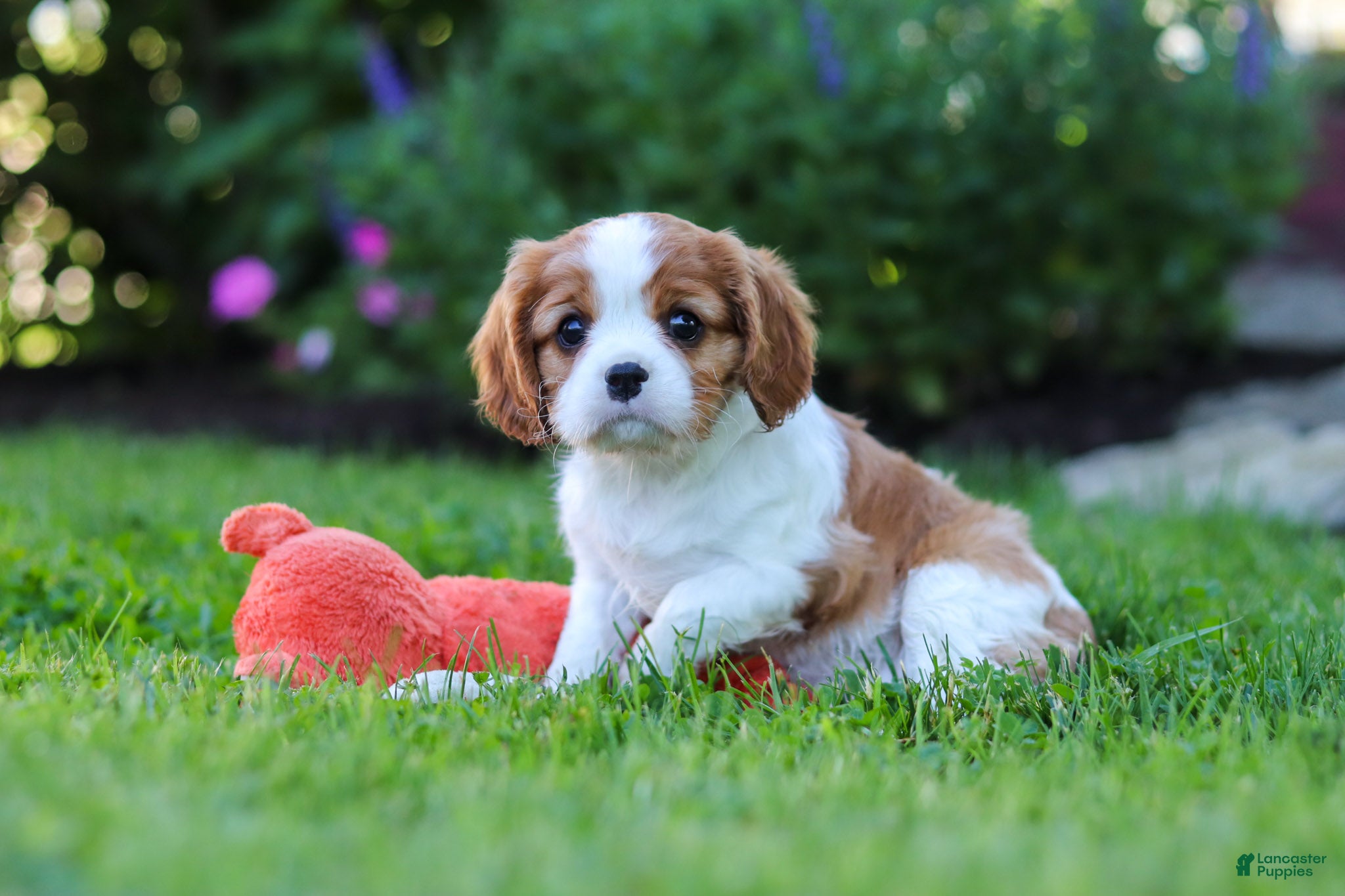 Cavalier King Charles Spaniel dogs for sale: Isabella - Ad 6