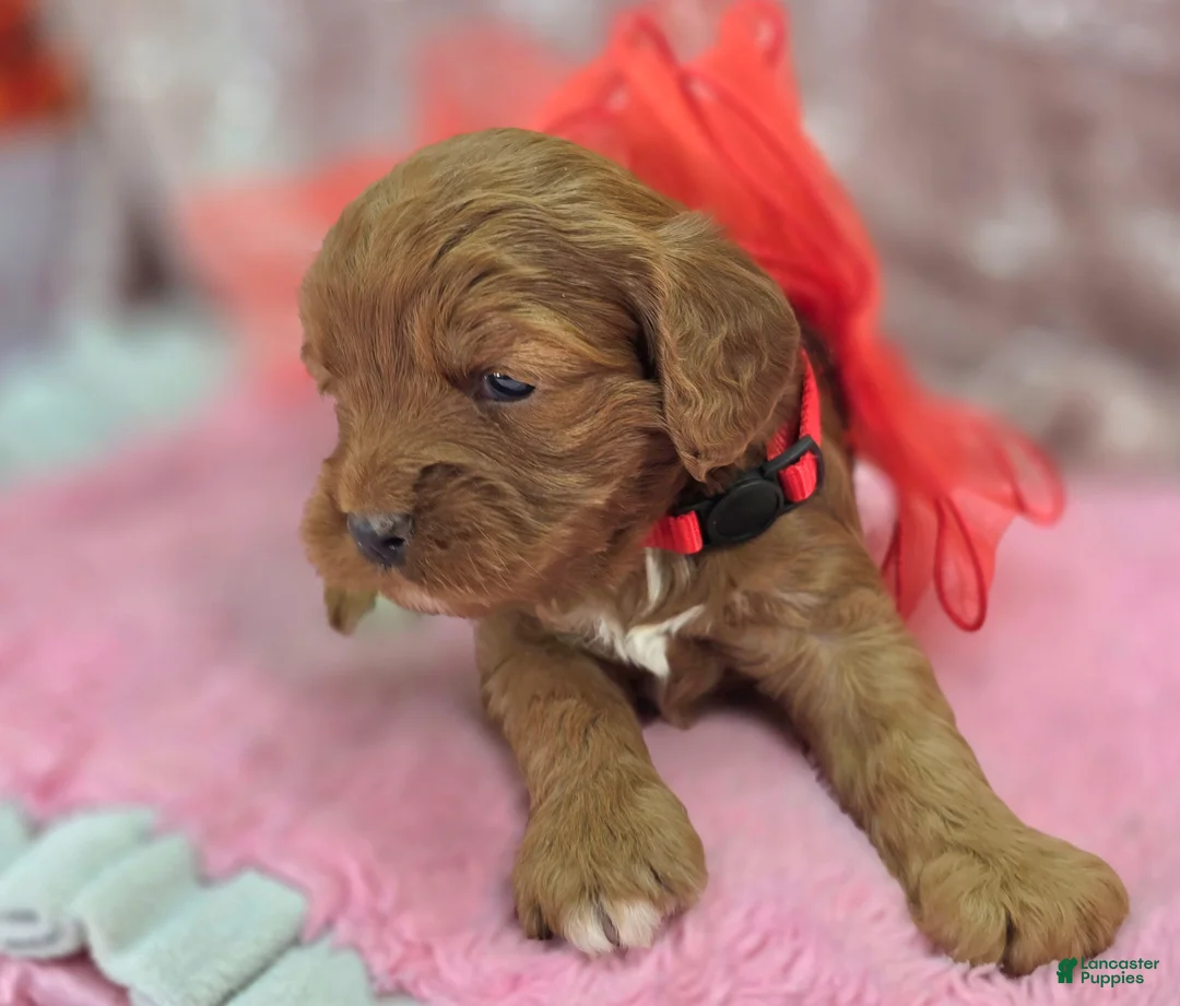 Cavapoo dogs for sale: Denali - Ad 4
