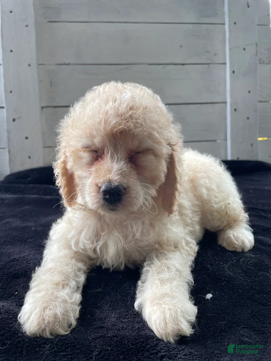 Cockapoo dogs for sale: Lady  - Ad 6