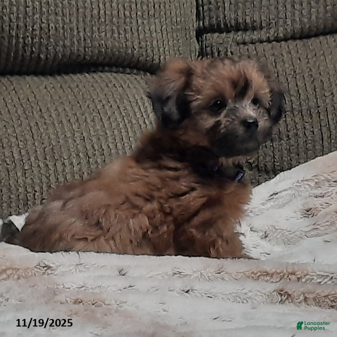 Yorkiepoo dogs for sale: Leo - Ad 4