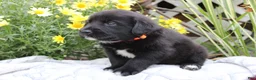 Labrador Retriever dogs for sale: Charlie - Ad 4