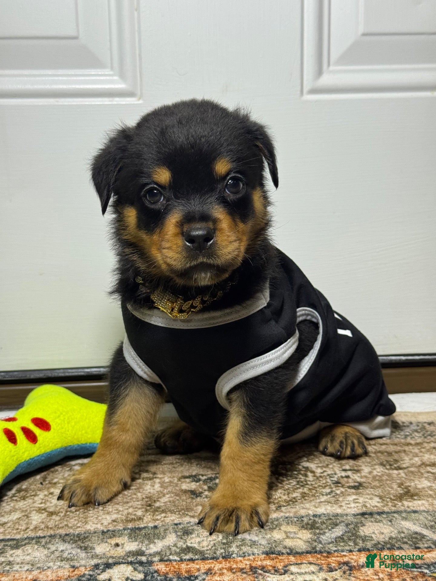 Rottweiler dogs Rottweiler 1 - Ad 2