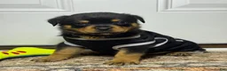 Rottweiler dogs for sale: Rottweiler 1 - Ad 2