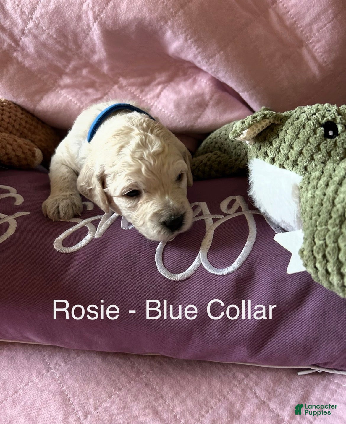 Goldendoodle dogs Rosie - Blue Female Goldendoodle  - Ad 11