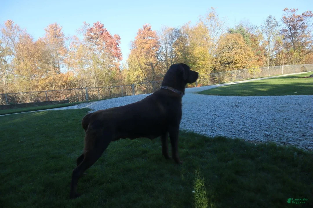 Labrador Retriever dogs for sale: Amber - Ad 5