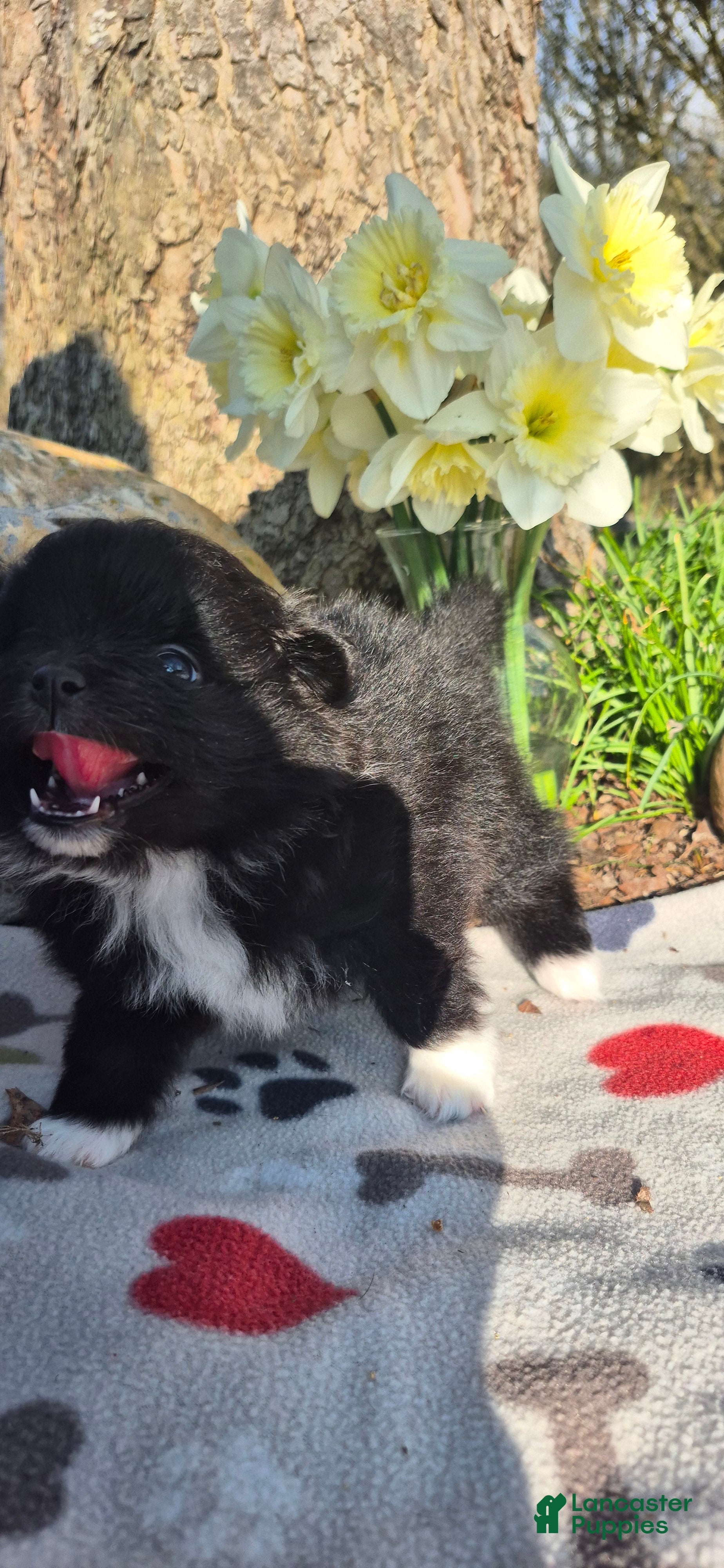 Pomeranian dogs Oreo - Ad 2