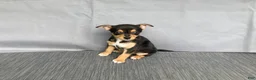 Chihuahua dogs for sale: Waylon - Ad 8