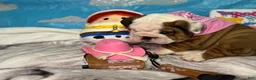 English Bulldog dogs for sale: Jesssie - Ad 4