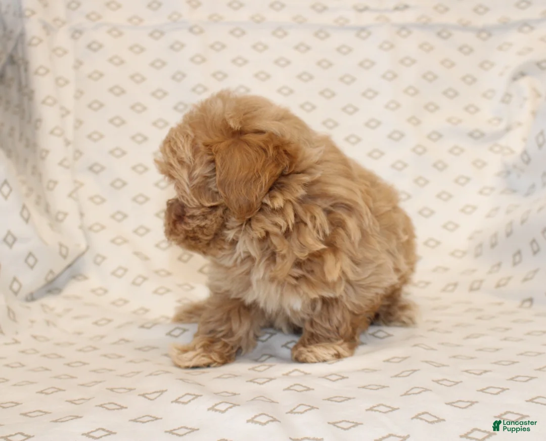 Maltipoo dogs for sale: Markie - Ad 4