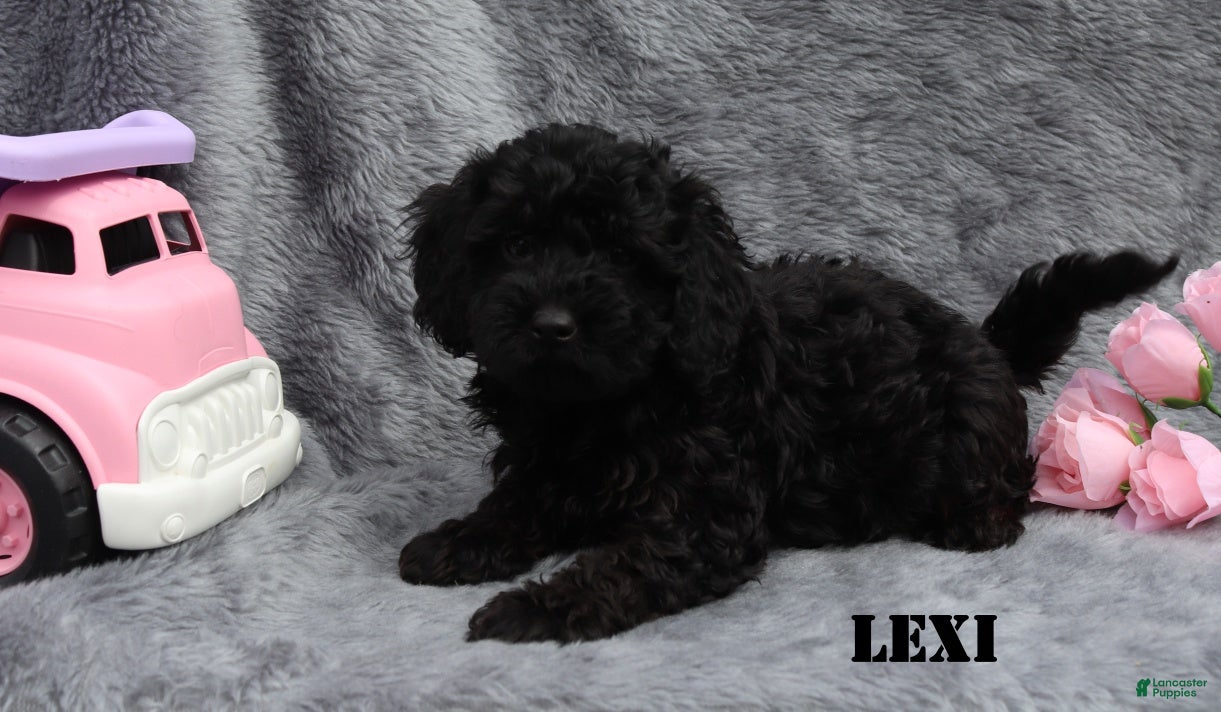 Mini Goldendoodle dogs for sale: Lexi - Ad 1