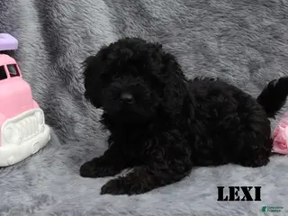 Mini Goldendoodle dogs for sale: Lexi - Ad 2