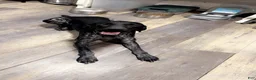 German Shorthaired Pointer dogs for sale: Muzzy aka Bear - Ad 13