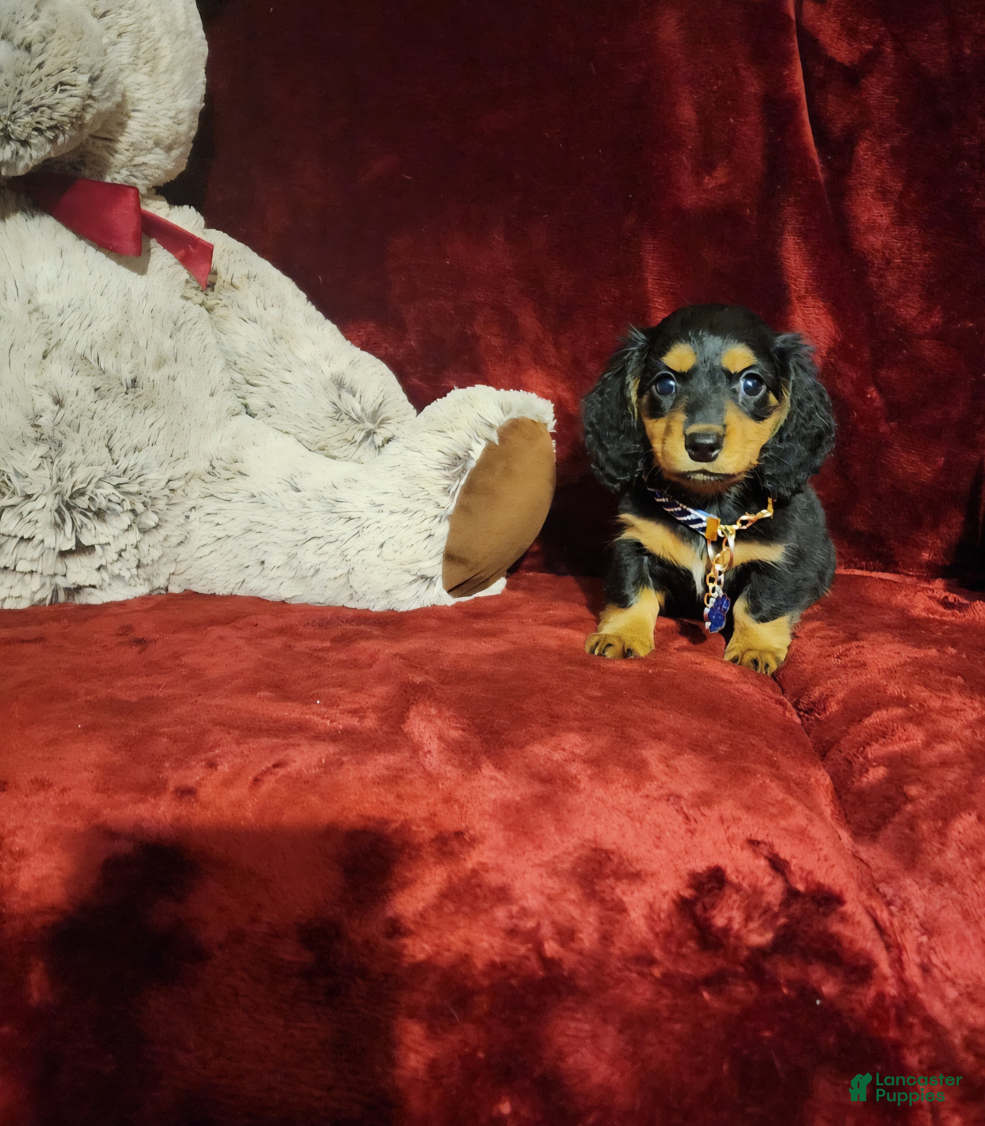 Miniature Dachshund dogs DUTTON - Ad 18