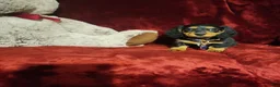 Miniature Dachshund dogs for sale: DUTTON - Ad 1