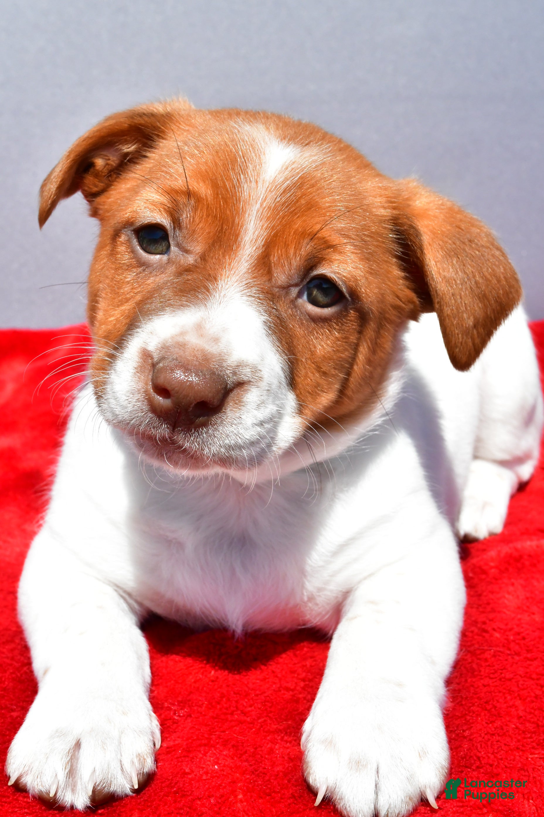 Jack Russell Terrier dogs Lexy - Ad 2
