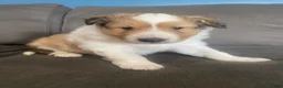 Shetland Sheepdog dogs for sale: Shetland Sheepdog Puppy 2 - Ad 1