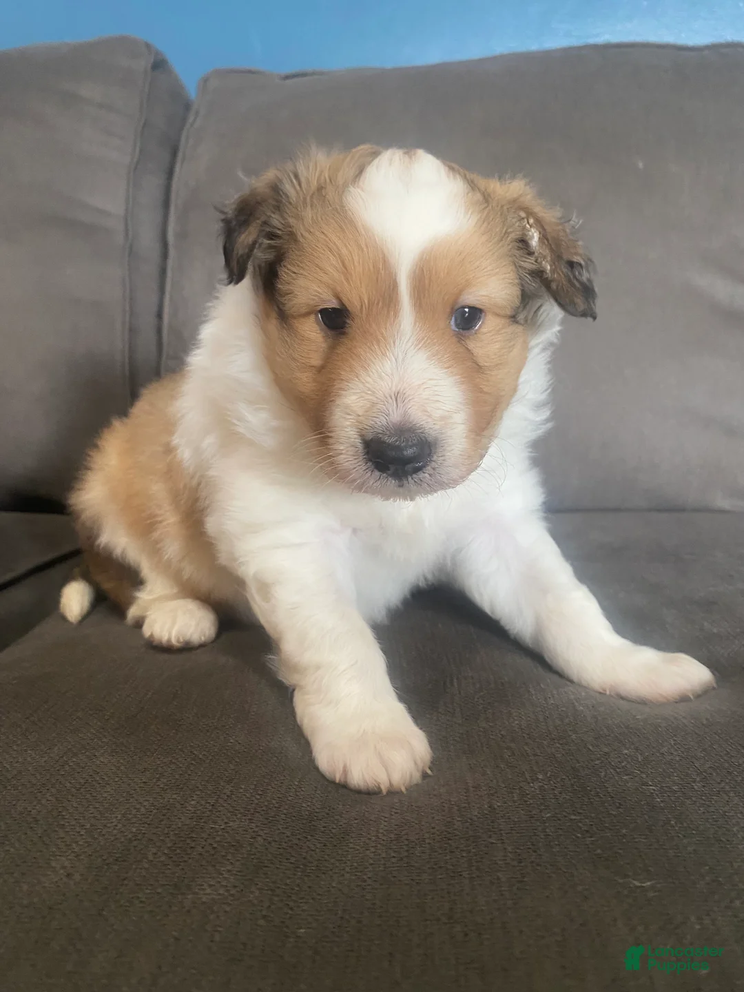 Shetland Sheepdog dogs for sale: Shetland Sheepdog Puppy 2 - Ad 1