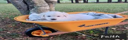 Golden Retriever dogs for sale: Faith  - Ad 4