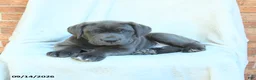 Cane Corso dogs for sale: Duke - Ad 3