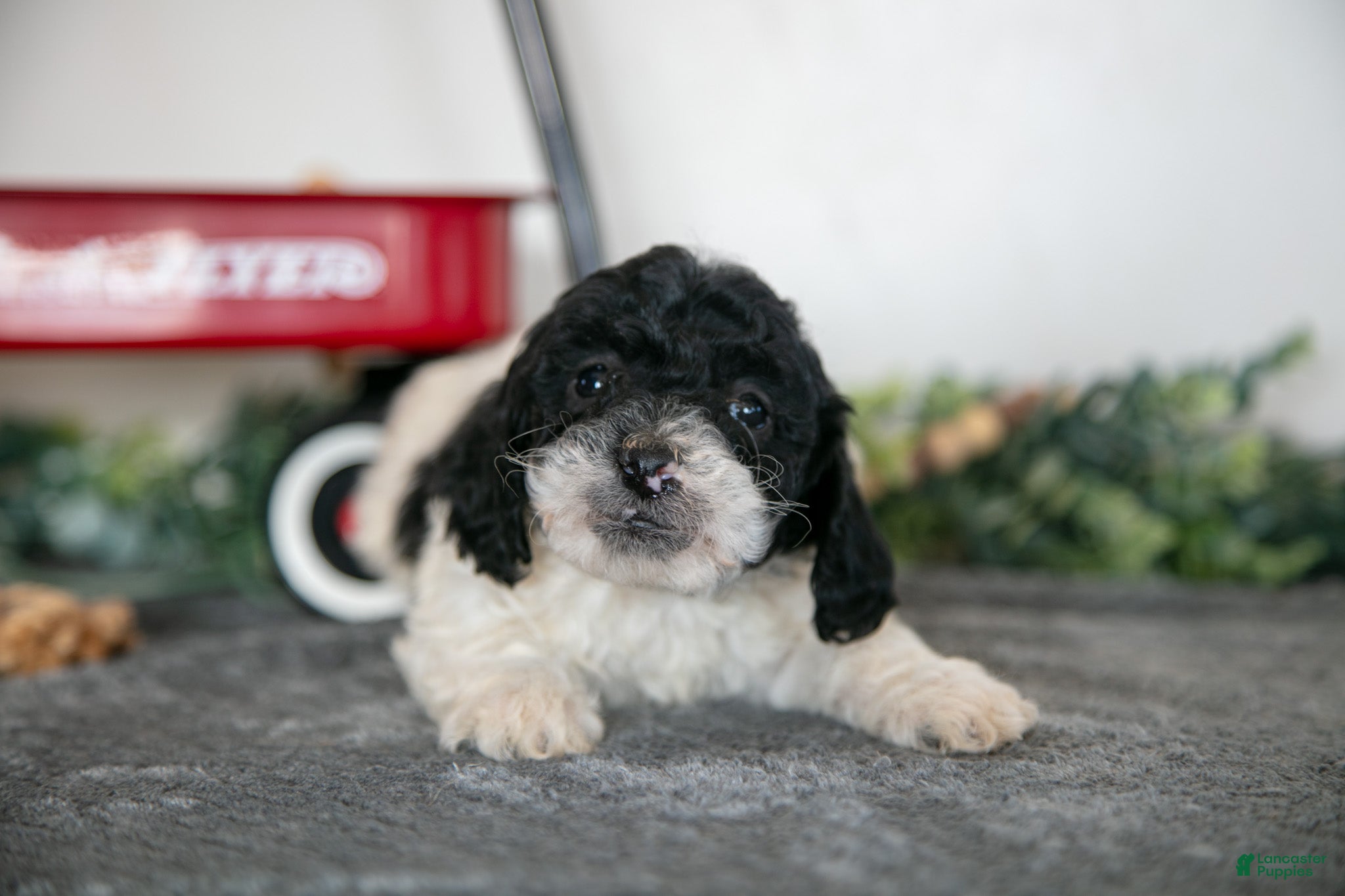Miniature Poodle dogs Frannie - Ad 2