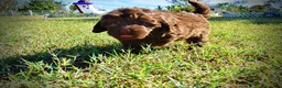 Havapoo dogs for sale: Pringles - Ad 17