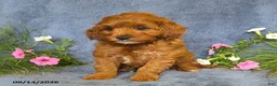 Cavapoo dogs for sale: Toby - Ad 10