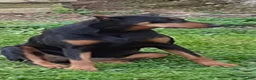 Doberman Pinscher dogs for sale: Doberman Pinscher Puppy 2 - Ad 3