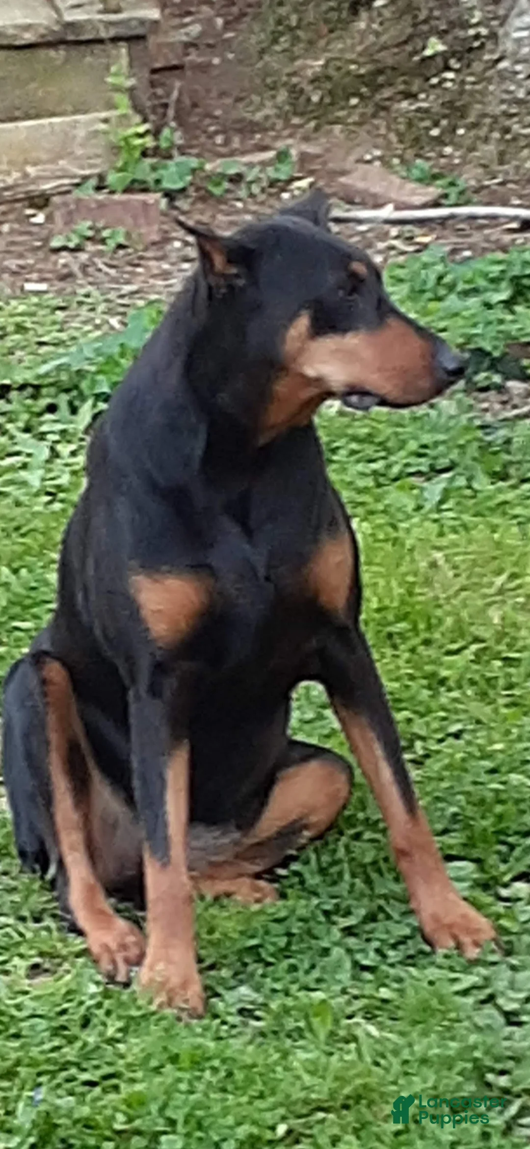 Doberman Pinscher dogs for sale: Doberman Pinscher Puppy 3 - Ad 2