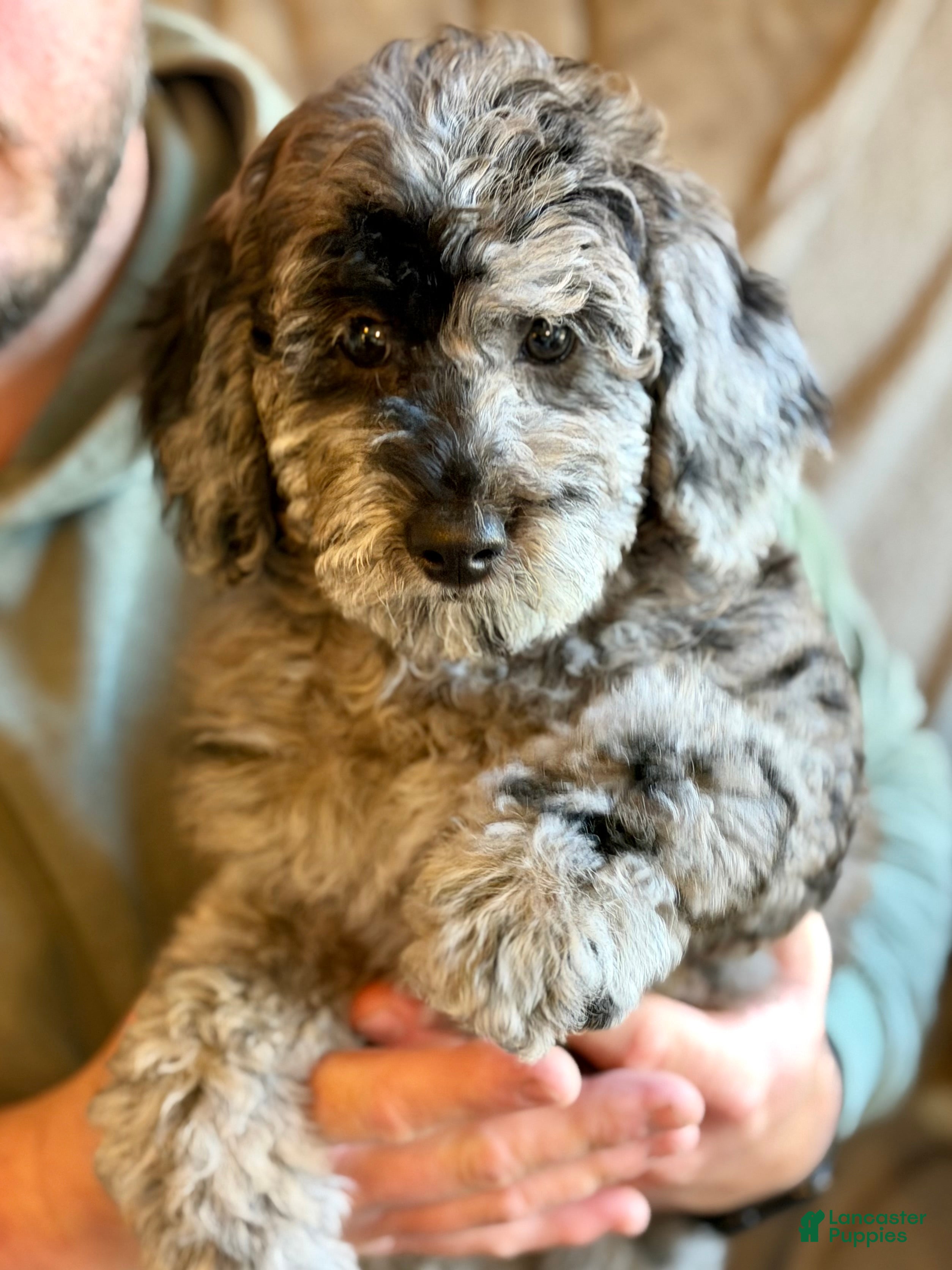Miniature Poodle dogs for sale: Lexi - Ad 2