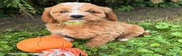 Cockapoo dogs for sale: Jessica - Ad 3