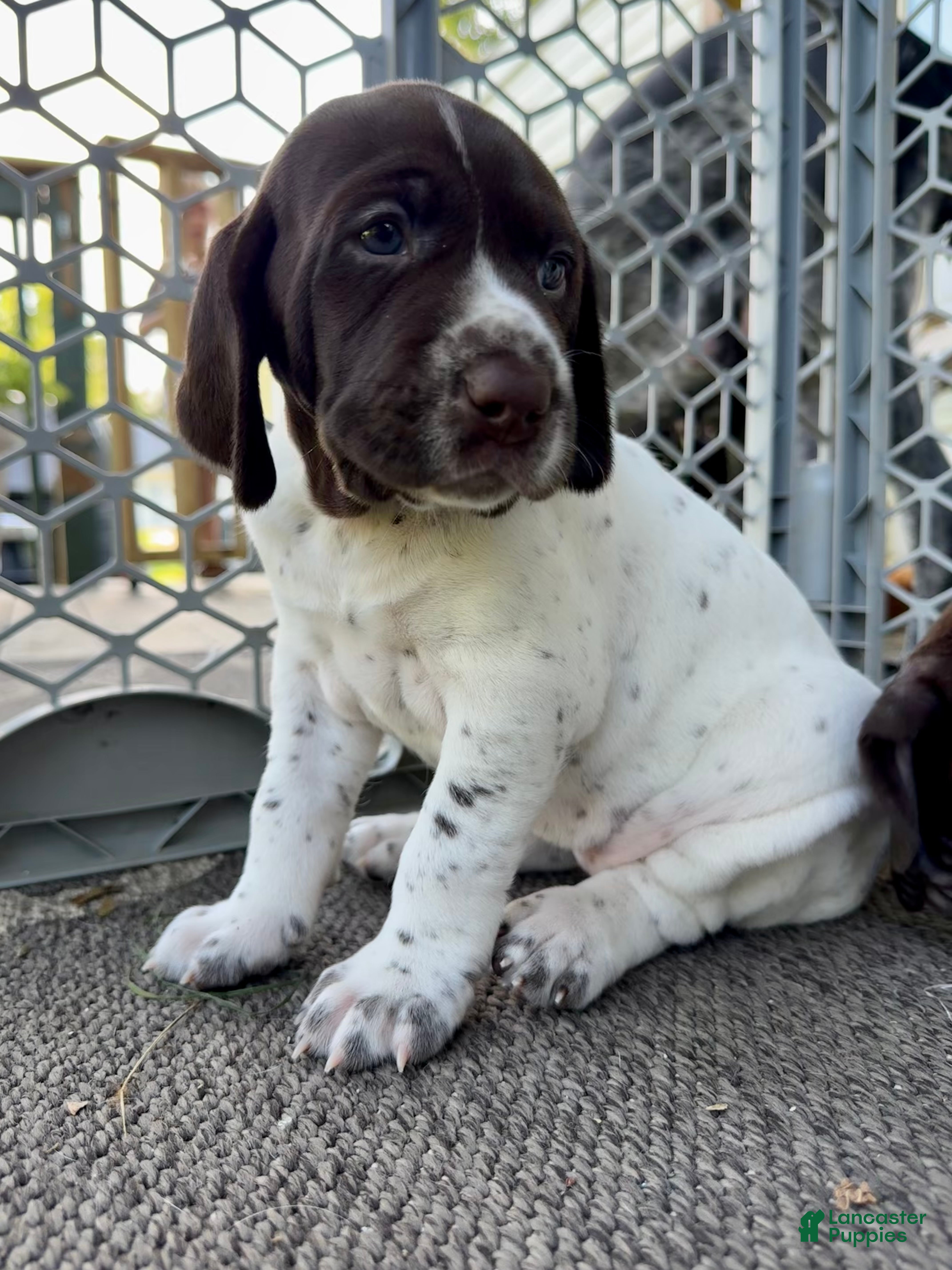 German Shorthaired Pointer dogs Julie - Ad 2