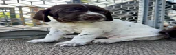 German Shorthaired Pointer dogs for sale: Julie - Ad 2