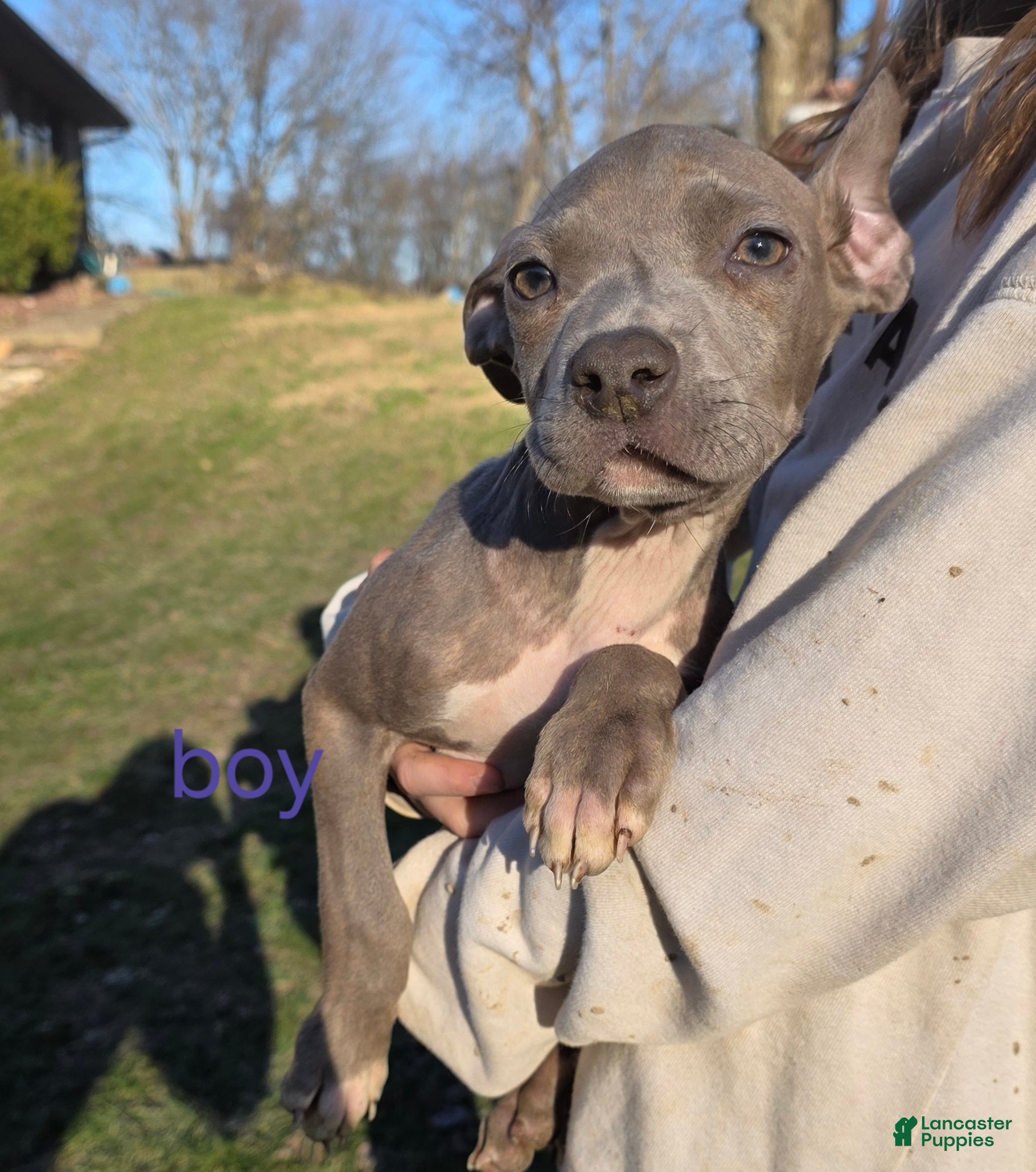 Mixed Breed dogs Peter Pan - Ad 28