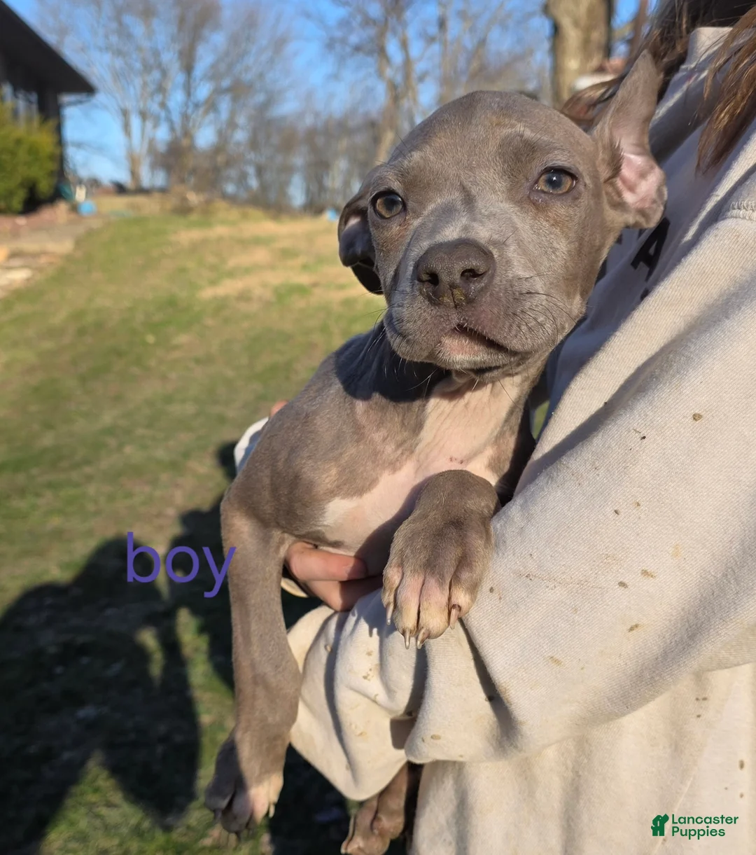 Mixed Breed dogs for sale: Peter Pan - Ad 1