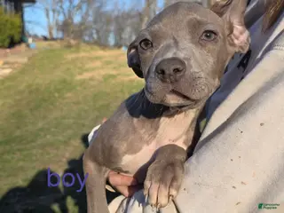 Mixed Breed dogs Peter Pan - Ad 18