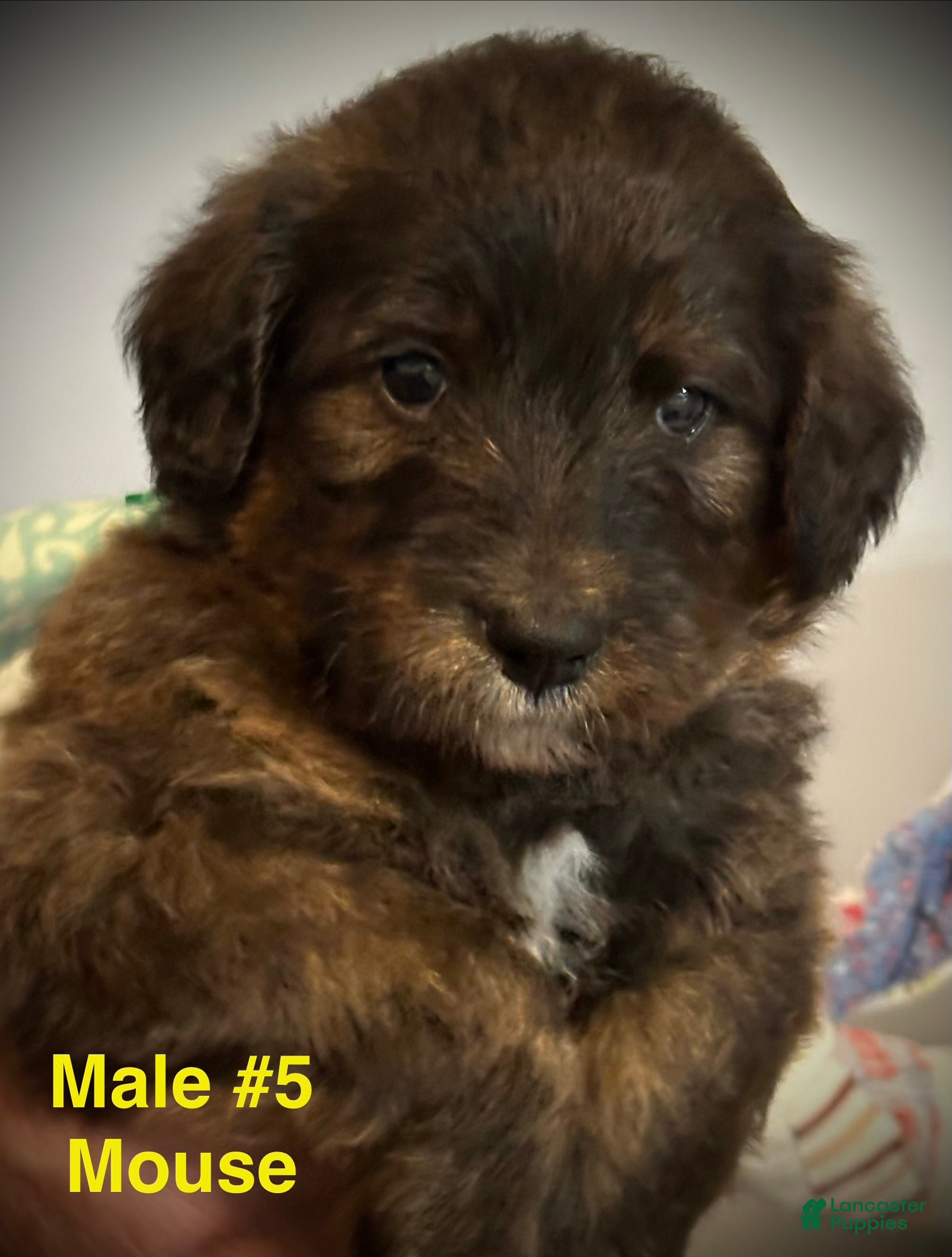 Mixed Breed dogs male # 5 English Shepherd Doodle  - Ad 8
