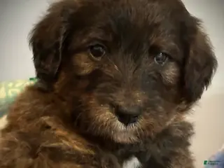 Mixed Breed dogs male # 5 English Shepherd Doodle - Ad 8