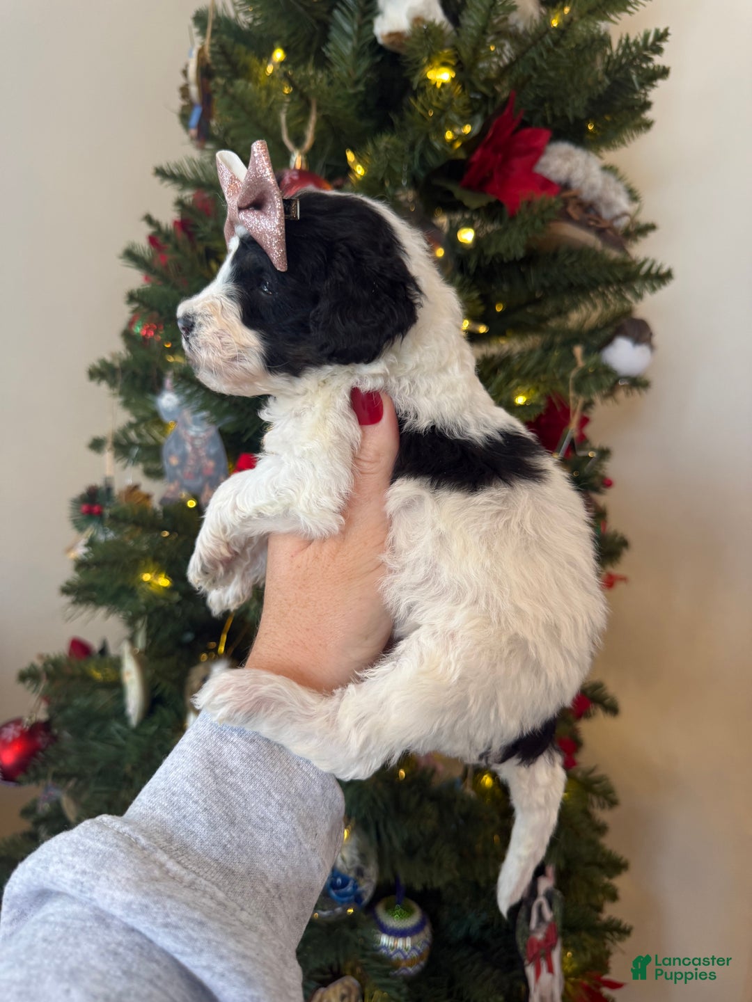 Mixed Breed dogs for sale: Felicity - Ad 6