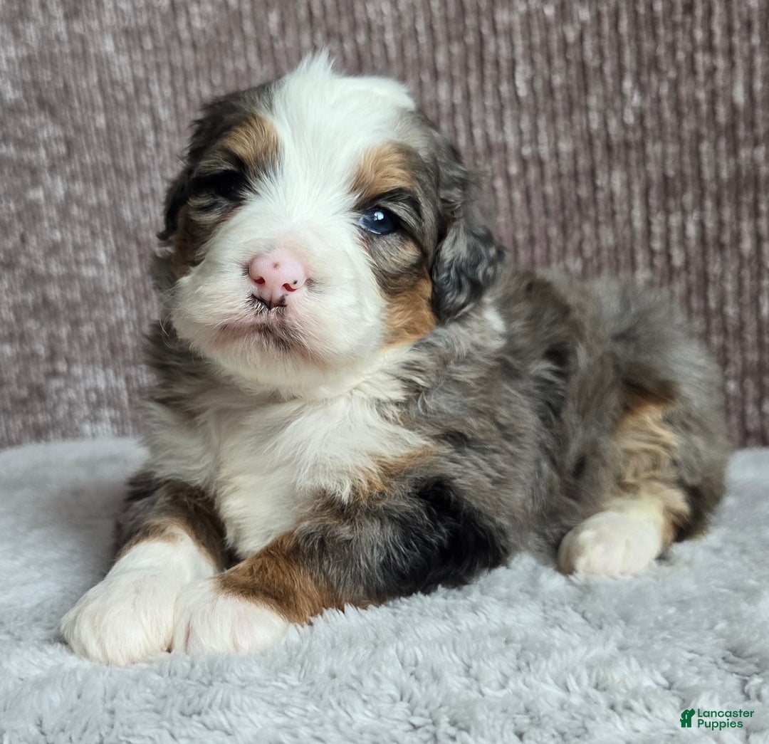 Mini Bernedoodle dogs for sale: Mini Oakley - Ad 3