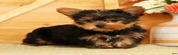 Yorkshire Terrier dogs for sale: Spencer - Ad 5