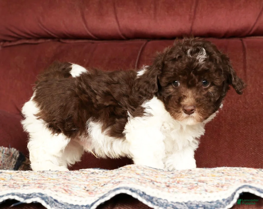 Havapoo dogs for sale: Banjo - Ad 6