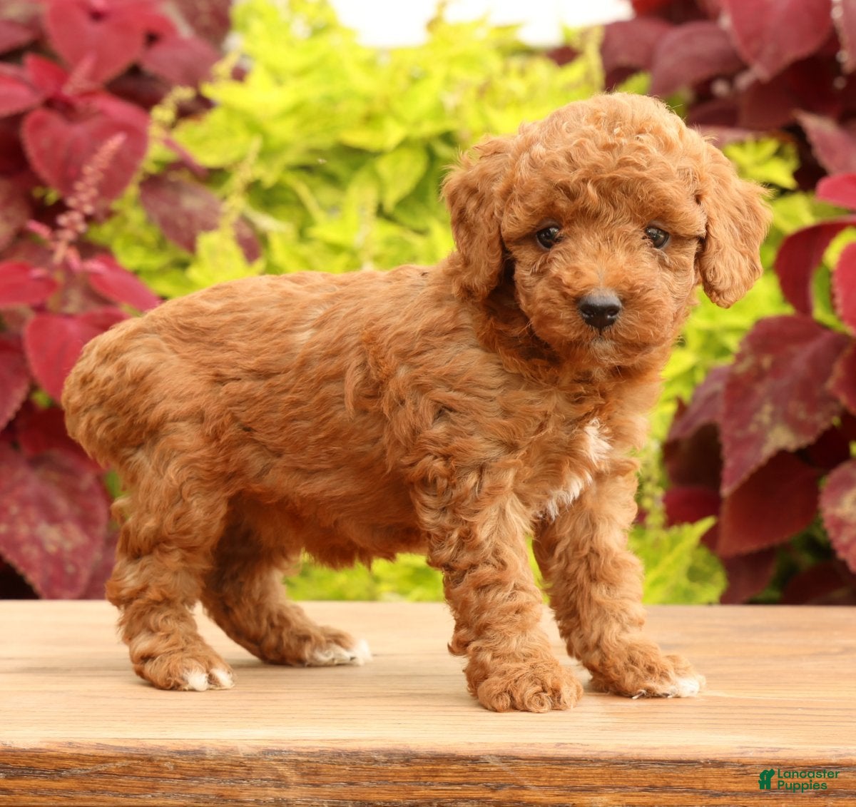 Miniature Poodle dogs Tori - Ad 1