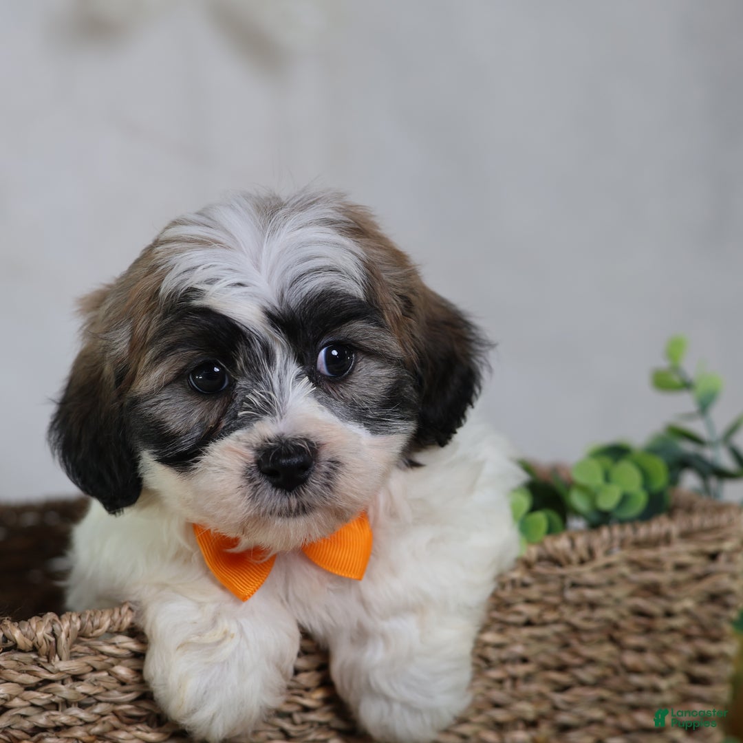 Teddy Bear dogs for sale: Fred - Ad 3