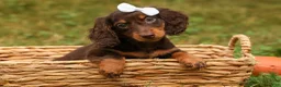 Miniature Dachshund dogs for sale: BRANDY - Ad 15
