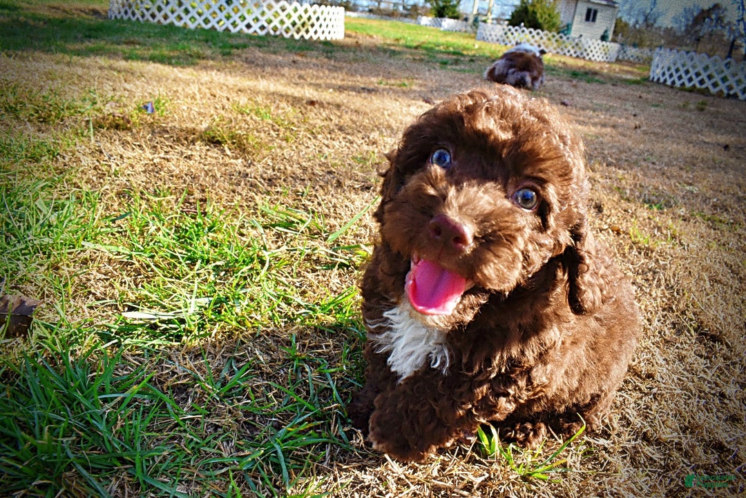 Havapoo dogs for sale: Oscar - Ad 14